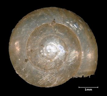 Media type: image;   Malacology 135675 Aspect: apical